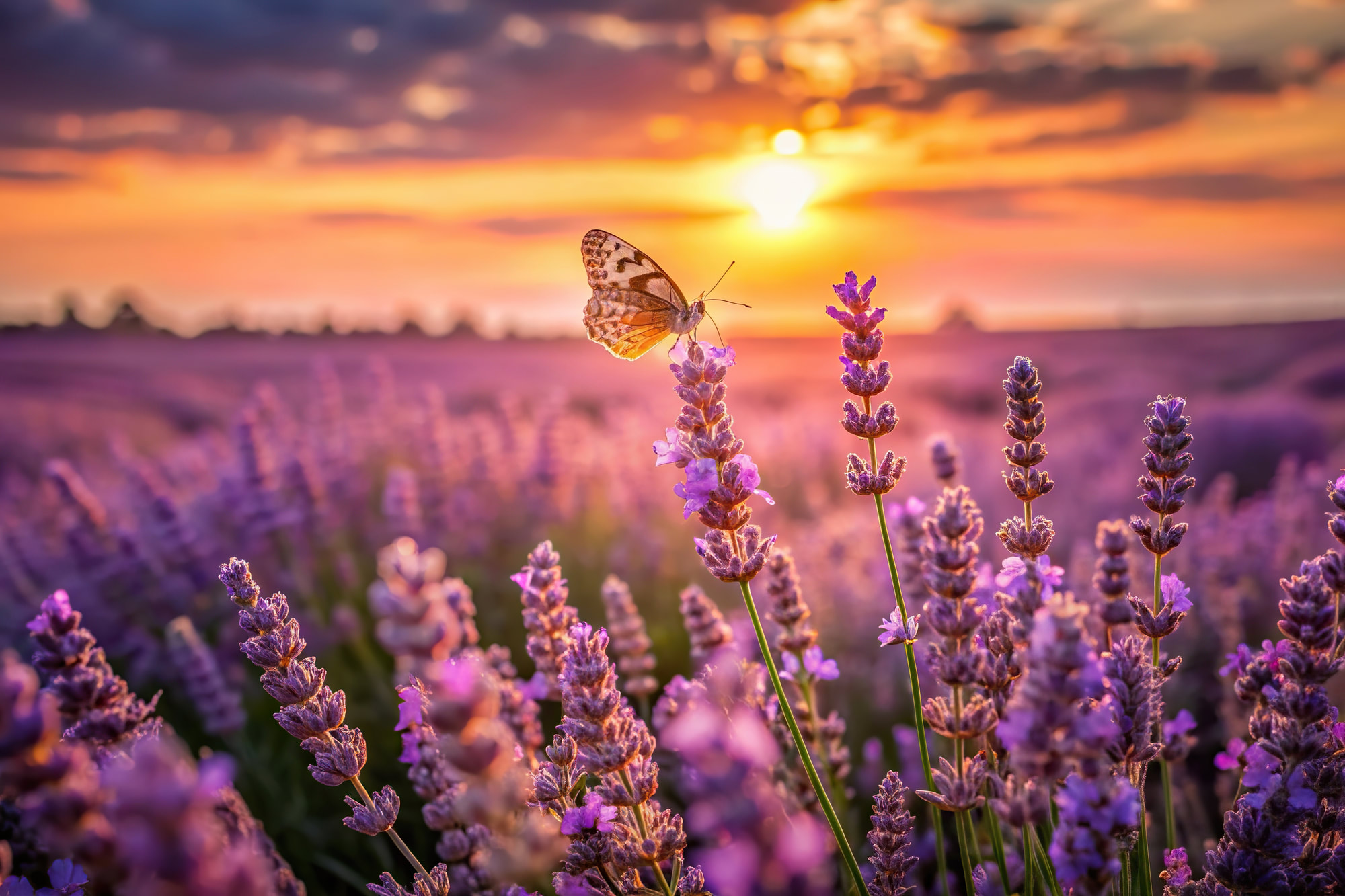 A butterfly on lavender flowers in golden sunset light