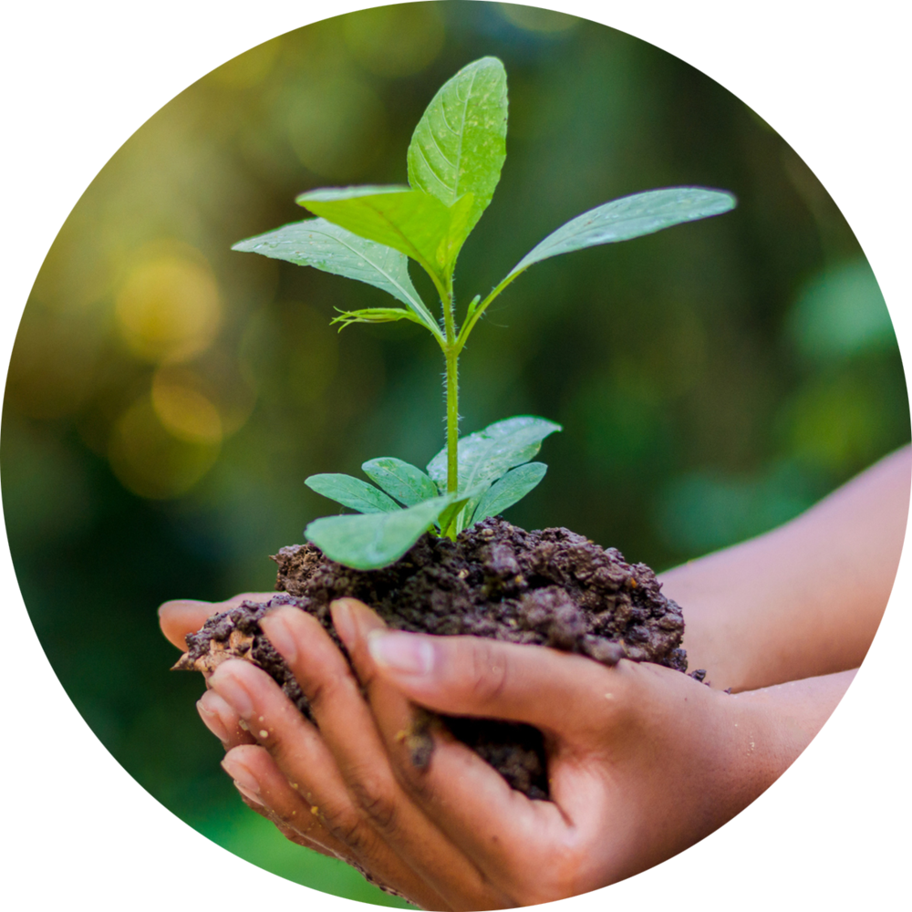 Hands holding a young green plant rooted in soil